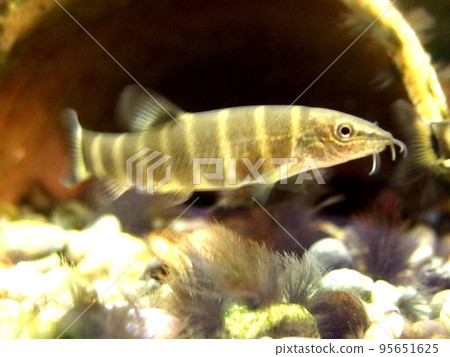 Ayumodoki red data book freshwater fish whiskers striped pattern 95651625