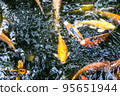 Japanese koi carp fish, a beautiful medium-sized colourful asian fishes swimming in clear freshwater pond background. 95651944