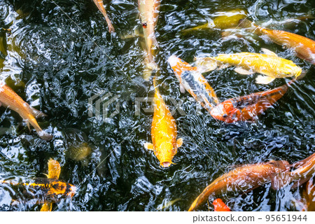 Japanese koi carp fish, a beautiful medium-sized colourful asian fishes swimming in clear freshwater pond background. Japanese koi carp fish, a beautiful medium-sized colourful asian fishes swimming in clear freshwater pond background. 95651944