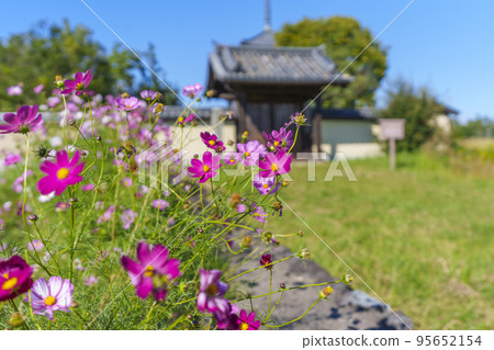 秋天晴朗的天空中盛開的法喜寺和波斯菊（奈良縣斑鳩町） 95652154