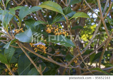 Hokiji Temple: Yellow osmanthus flowers on the grounds (Ikaruga, Nara Prefecture) 95652163