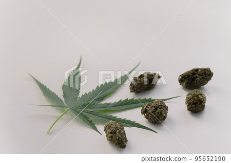 Legalized green hemp leaf, dehydrated marijuana bud for legal cannabis concept. 95652190