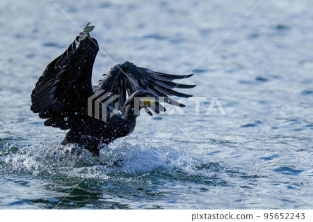 A dynamic landing scene of a cormorant 95652243