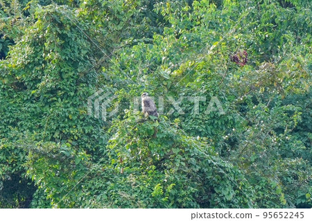 Common Buzzard relaxing on a tree just after migration 95652245