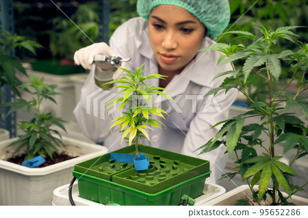 Female scientist trim gratifying young cannabis plant on pot in the laboratory. Female scientist trim gratifying young cannabis plant on pot in the laboratory. 95652286