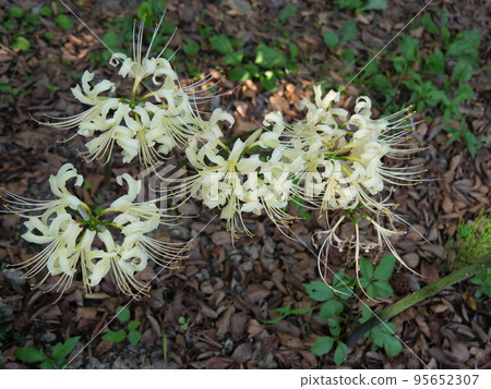 White amaryllis Higanbana White amaryllis Higanbana 95652307