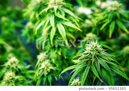 Closeup cannabis plants with gratifying full grown buds ready for harvested. Closeup cannabis plants with gratifying full grown buds ready for harvested. 95652383