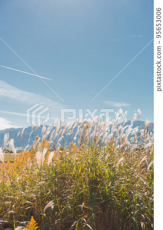 Pampas grass shining with airplane clouds [Ikeda-cho, Kitaazumi-gun] 95653006
