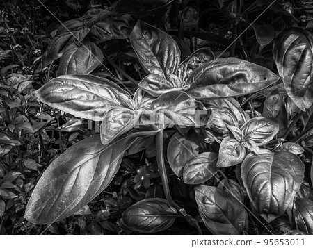 Basil Leaf ~Monochrome~ 95653011