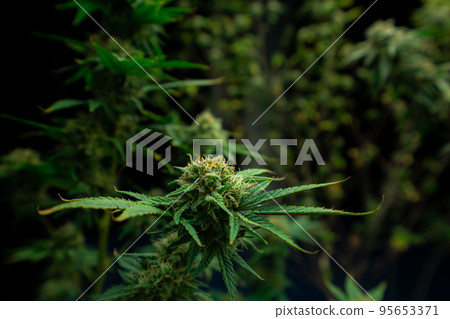 Closeup gratifying cannabis hemp with bud in grow facility, indoor farm. Closeup gratifying cannabis hemp with bud in grow facility, indoor farm. 95653371