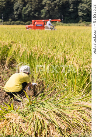 A girl harvesting rice by hand A girl harvesting rice by hand 95653518