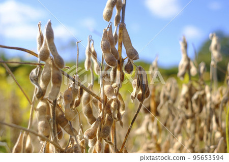 Ripe soybeans in a late autumn field Ripe soybeans in a late autumn field 95653594