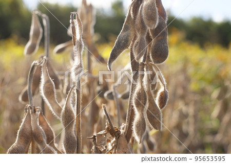 Ripe soybeans in a late autumn field Ripe soybeans in a late autumn field 95653595
