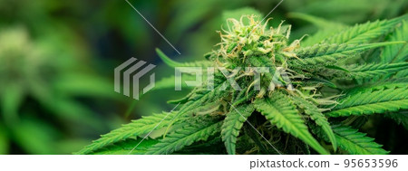 Closeup gratifying cannabis hemp with bud in grow facility, indoor farm. Closeup gratifying cannabis hemp with bud in grow facility, indoor farm. 95653596