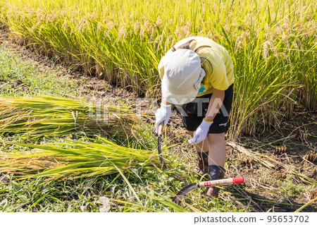 A girl harvesting rice by hand A girl harvesting rice by hand 95653702