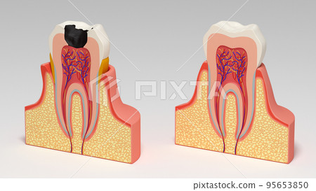 Teeth Structure of teeth Human body Illustration Realistic CG 95653850