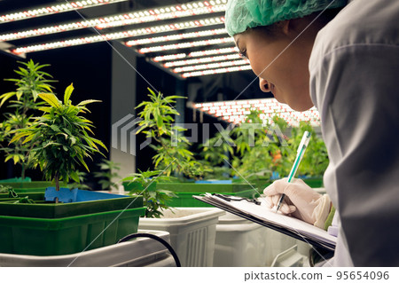Female scientist research, and record data from gratifying cannabis plant in pot Female scientist research, and record data from gratifying cannabis plant in pot 95654096