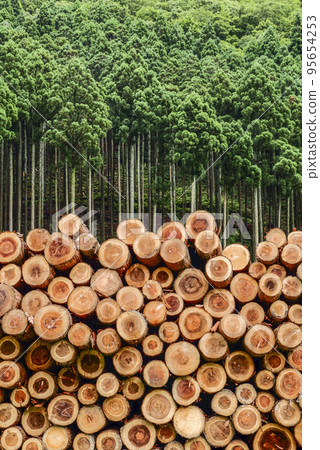 許多原木堆積在森林的背景下 許多原木堆積在森林的背景下 95654253