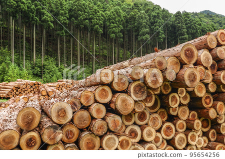 許多原木堆積在森林的背景下 95654256