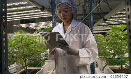 Scientist test cannabis product in curative indoor cannabis farm Scientist test cannabis product in curative indoor cannabis farm 95654407