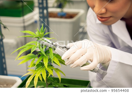 Closeup female scientist cutting gratifying cannabis plant in curative farm. Closeup female scientist cutting gratifying cannabis plant in curative farm. 95654408