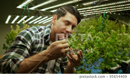 Marijuana farmer tests marijuana buds in curative marijuana farm Marijuana farmer tests marijuana buds in curative marijuana farm 95654409