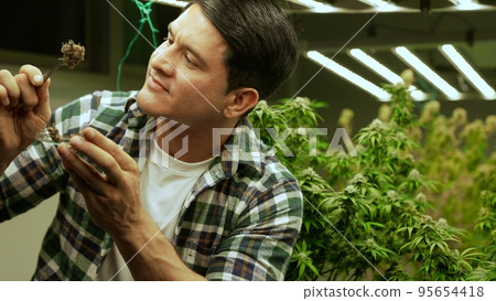 Marijuana farmer tests marijuana buds in curative marijuana farm Marijuana farmer tests marijuana buds in curative marijuana farm 95654418