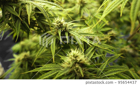 Cannabis plant in curative cannabis weed farm for medical cannabis product 95654437
