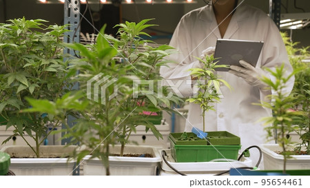 Scientist test cannabis product in curative indoor cannabis farm 95654461
