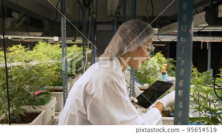 Scientist test cannabis product in curative indoor cannabis farm 95654519