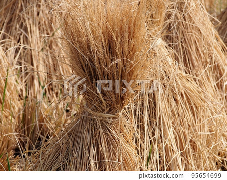 Straw Straw 95654699