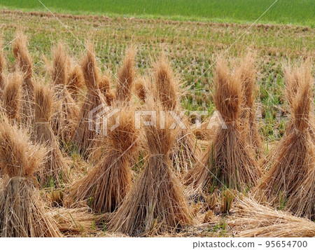 Straw Straw 95654700