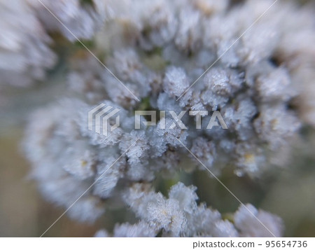 Morning hoarfrost enveloped autumn plants in the garden 95654736