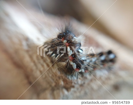 A multi-colored caterpillar crawls on a tree A multi-colored caterpillar crawls on a tree 95654789