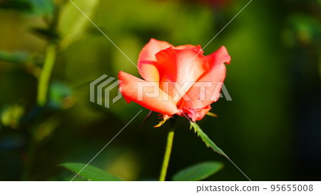 New Ave Maria: Kyu-Furukawa Garden Autumn roses are in full bloom, bright salmon orange 95655008