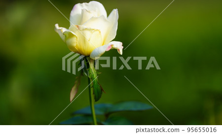 Garden Party: Kyu-Furukawa Garden Autumn roses are in full bloom, cream yellow and faint pink Garden Party: Kyu-Furukawa Garden Autumn roses are in full bloom, cream yellow and faint pink 95655016