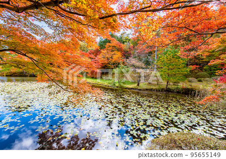 Fukushima Prefecture Snake nose dyed in autumn leaves Fukushima Prefecture Snake nose dyed in autumn leaves 95655149