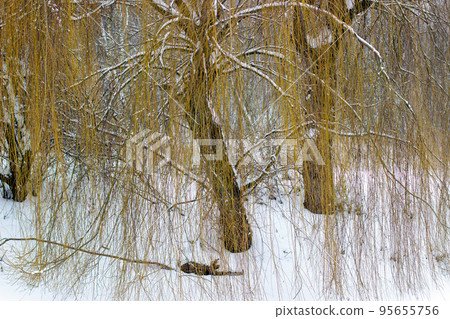 Winter landscape view of clearing and forest Winter landscape view of clearing and forest 95655756