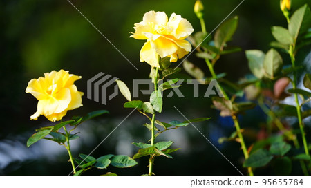 Midas Touch: Autumn roses at Kyu-Furukawa Gardens are in full bloom, with a deep yellow color reminiscent of King Midas of Greek mythology. 95655784