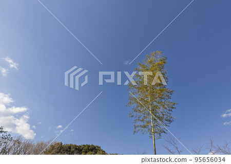 Spring, natural scenery of single bamboo -3 95656034