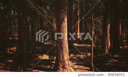 Early morning sunlight in the Sequoias of Mariposa Grove Early morning sunlight in the Sequoias of Mariposa Grove 95656052