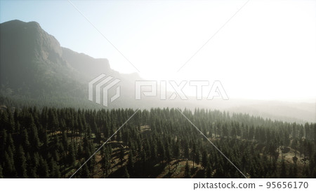 Beautiful sunset view in cedar forest in front of sayan mountain range Beautiful sunset view in cedar forest in front of sayan mountain range 95656170