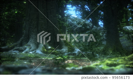 tree roots and sunshine in a green forest tree roots and sunshine in a green forest 95656173