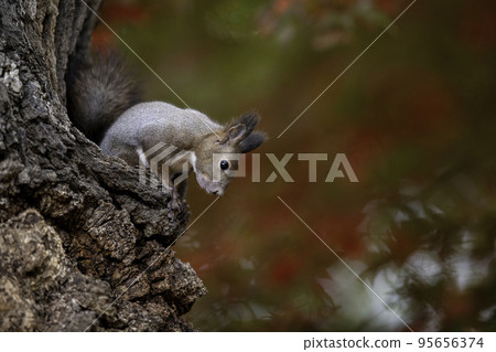 Ezoris nestled on a tree trunk Ezoris nestled on a tree trunk 95656374