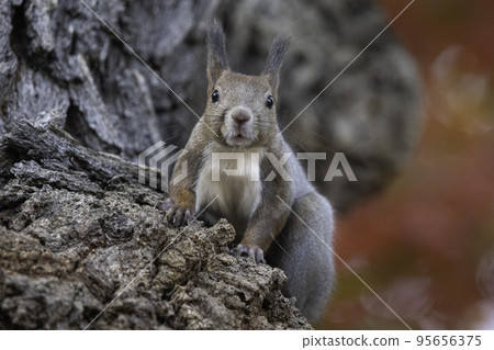 Ezoris nestled on a tree trunk Ezoris nestled on a tree trunk 95656375