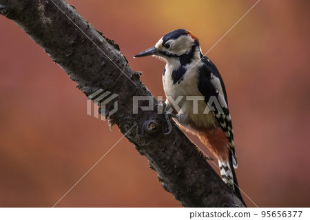 Great spotted woodpecker nestled on a tree branch Great spotted woodpecker nestled on a tree branch 95656377