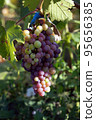 Blue unripe grapes growing on branches of vineyard in field 95656385
