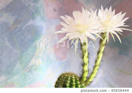 一株仙人掌，兩朵白花像啦啦隊長一樣綻放 95656444