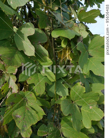 廢物（植物）綠色怪物 95656488