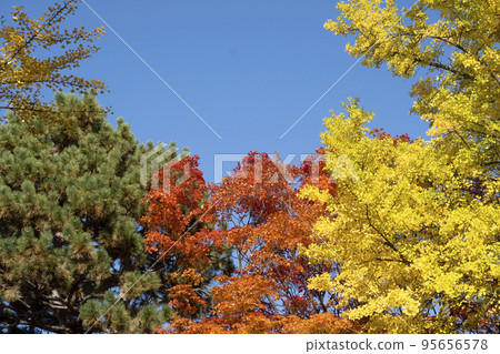 Hokkaido University ginkgo tree row Hokkaido University ginkgo tree row 95656578
